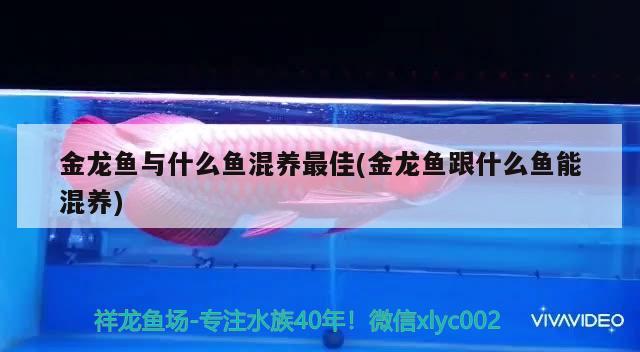 金龍魚與什么魚混養(yǎng)最佳(金龍魚跟什么魚能混養(yǎng)) 觀賞魚