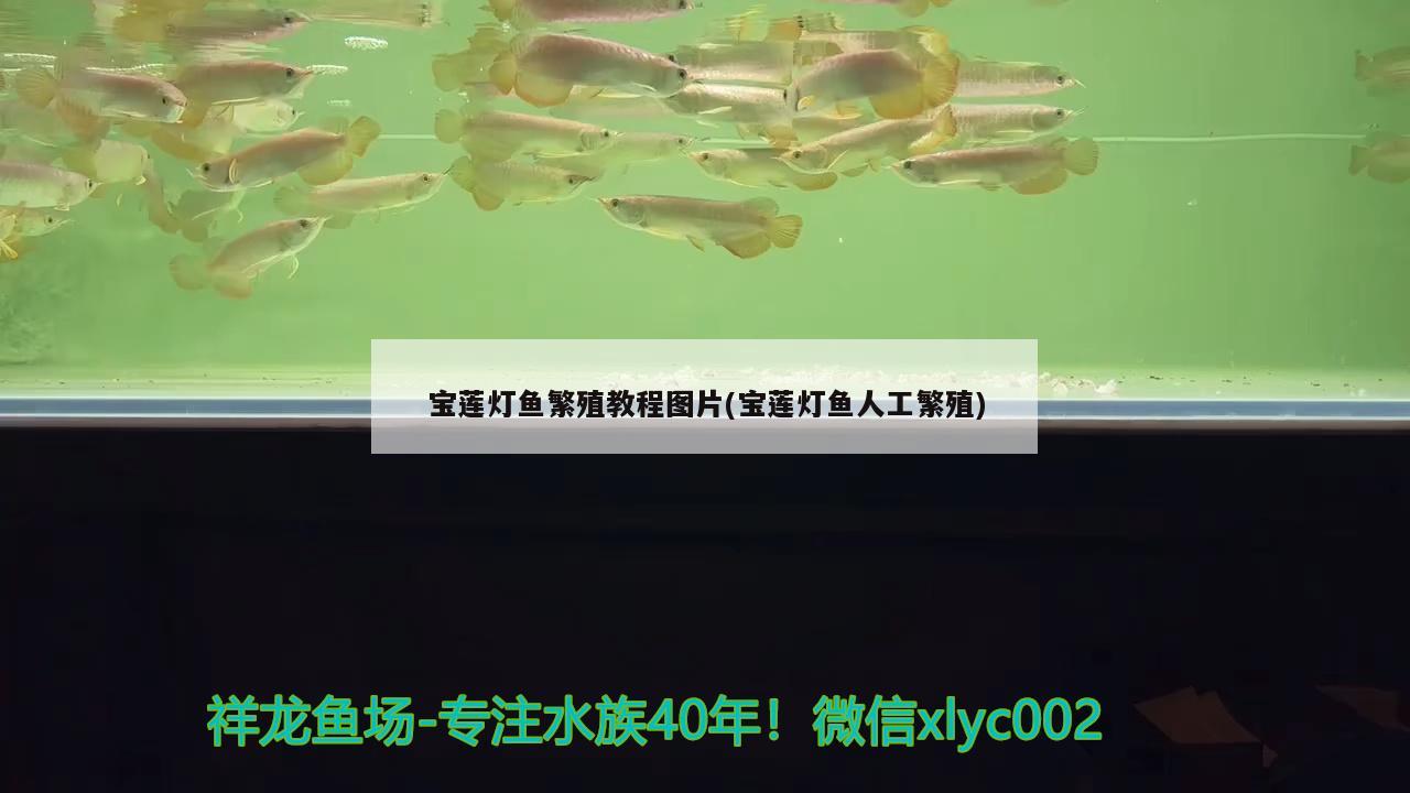 寶蓮燈魚繁殖教程圖片(寶蓮燈魚人工繁殖)