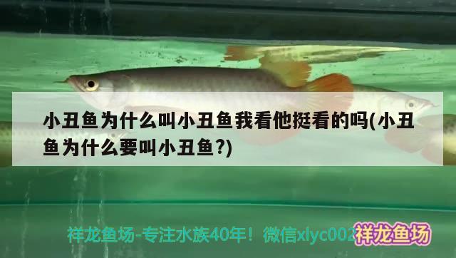 小丑魚為什么叫小丑魚我看他挺看的嗎(小丑魚為什么要叫小丑魚?) 海水魚