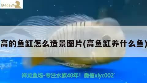 高的魚缸怎么造景圖片(高魚缸養(yǎng)什么魚)