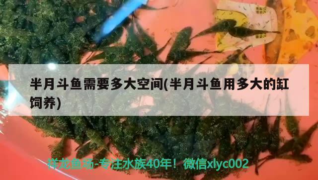 半月斗魚需要多大空間(半月斗魚用多大的缸飼養(yǎng))