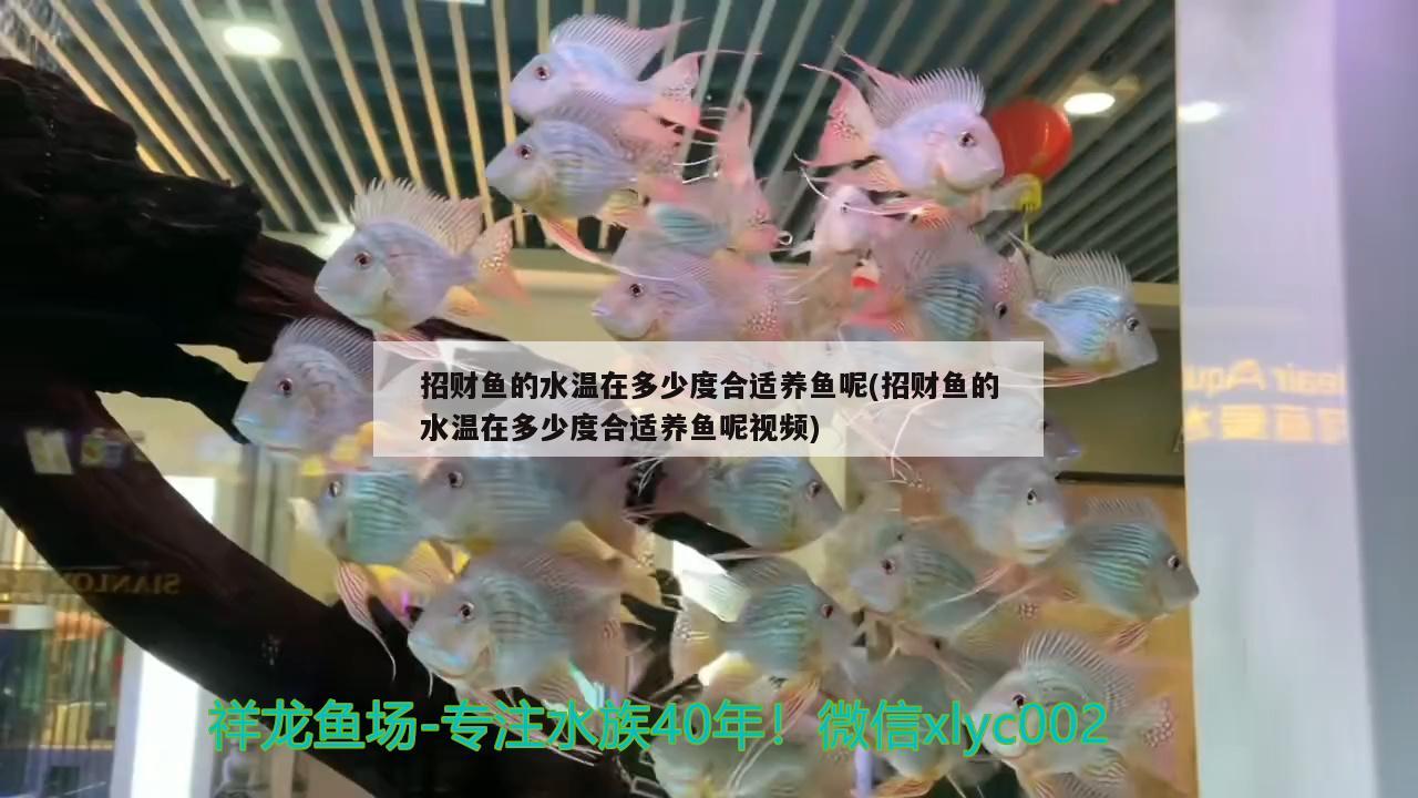 招財魚的水溫在多少度合適養(yǎng)魚呢(招財魚的水溫在多少度合適養(yǎng)魚呢視頻)