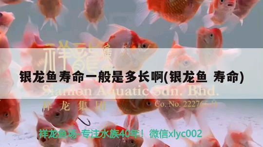 銀龍魚壽命一般是多長(zhǎng)啊(銀龍魚壽命) 銀龍魚百科