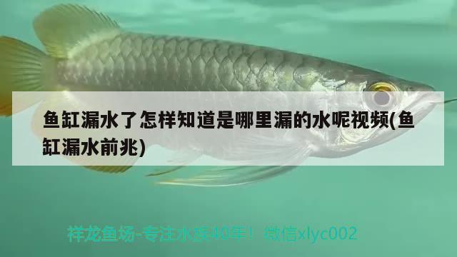 魚缸漏水了怎樣知道是哪里漏的水呢視頻(魚缸漏水前兆) 福魟魟魚