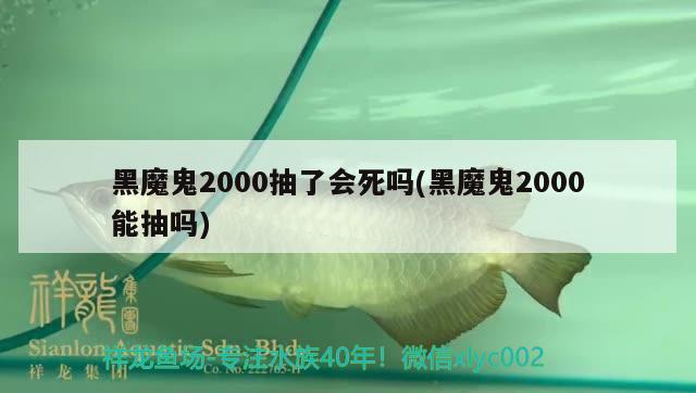 黑魔鬼2000抽了會死嗎(黑魔鬼2000能抽嗎)