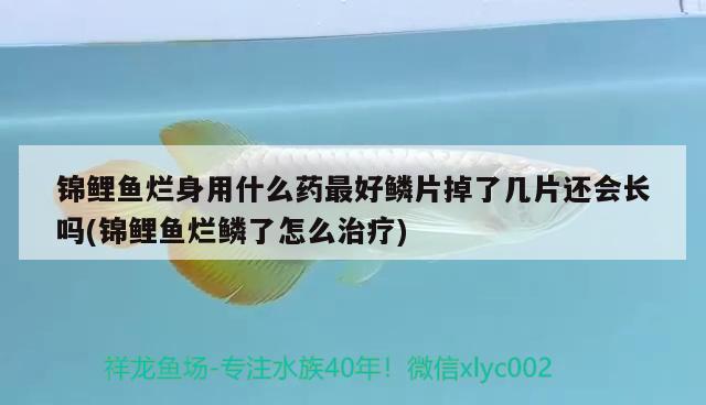 錦鯉魚(yú)爛身用什么藥最好鱗片掉了幾片還會(huì)長(zhǎng)嗎(錦鯉魚(yú)爛鱗了怎么治療)