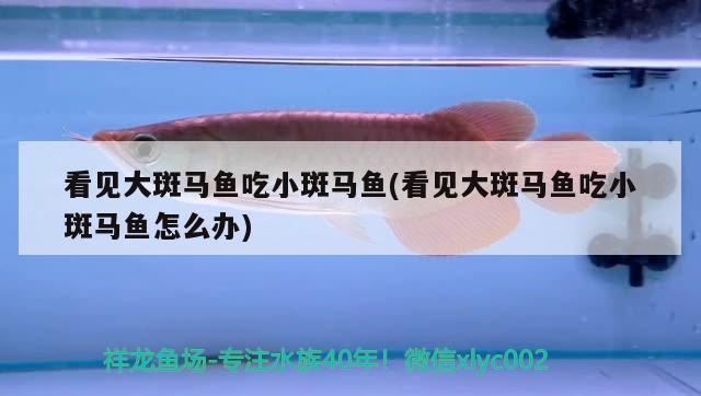 看見(jiàn)大斑馬魚(yú)吃小斑馬魚(yú)(看見(jiàn)大斑馬魚(yú)吃小斑馬魚(yú)怎么辦) 觀賞魚(yú)