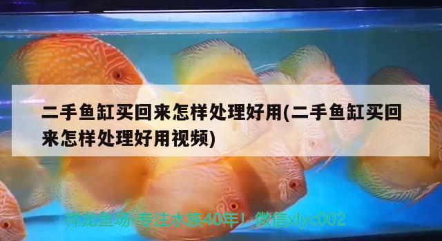 二手魚(yú)缸買(mǎi)回來(lái)怎樣處理好用(二手魚(yú)缸買(mǎi)回來(lái)怎樣處理好用視頻) 白子銀龍魚(yú)苗