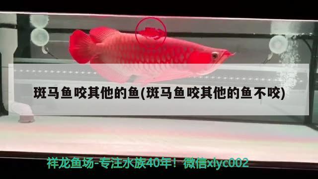 斑馬魚咬其他的魚(斑馬魚咬其他的魚不咬) 觀賞魚 第1張