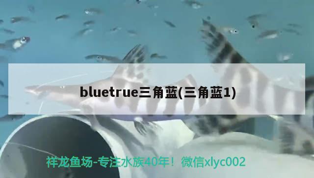 bluetrue三角藍(三角藍1) 觀賞魚