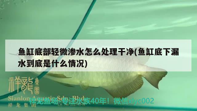 魚缸底部輕微滲水怎么處理干凈(魚缸底下漏水到底是什么情況)