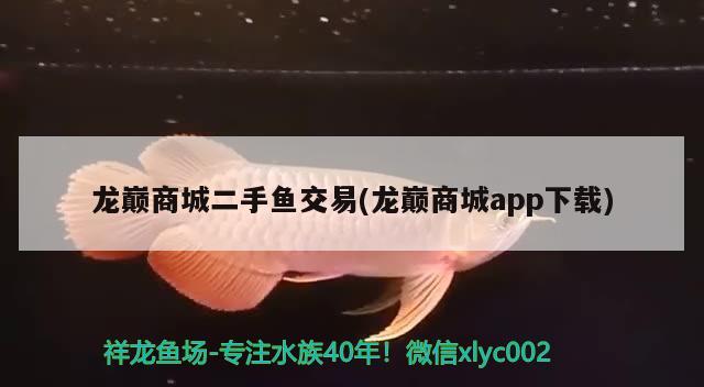 龍巔商城二手魚交易(龍巔商城app下載) 觀賞魚