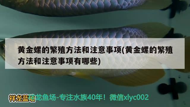 黃金螺的繁殖方法和注意事項(黃金螺的繁殖方法和注意事項有哪些) 觀賞魚