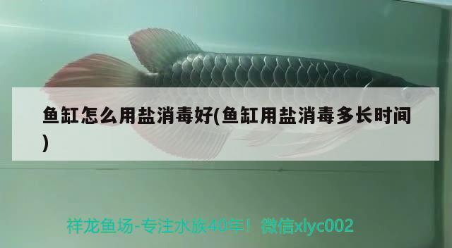 魚(yú)缸怎么用鹽消毒好(魚(yú)缸用鹽消毒多長(zhǎng)時(shí)間)