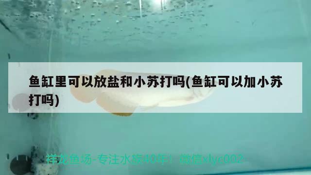 魚缸里可以放鹽和小蘇打嗎(魚缸可以加小蘇打嗎)