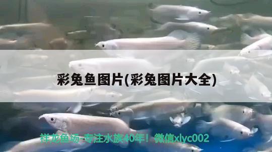 彩兔魚圖片(彩兔圖片大全) 觀賞魚