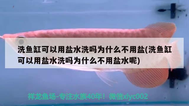 洗魚缸可以用鹽水洗嗎為什么不用鹽(洗魚缸可以用鹽水洗嗎為什么不用鹽水呢) 紅勾銀版魚