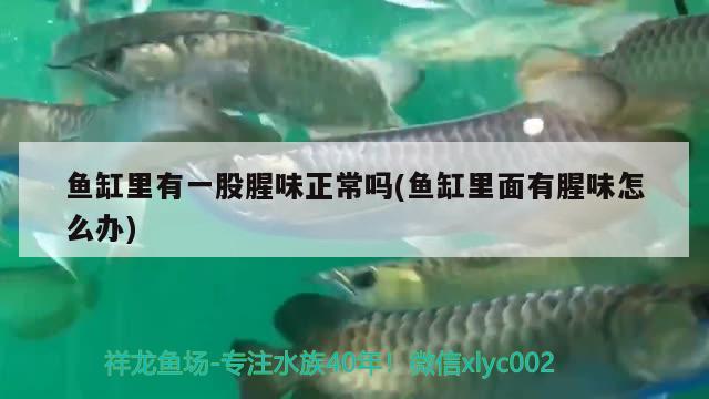 魚(yú)缸里有一股腥味正常嗎(魚(yú)缸里面有腥味怎么辦)