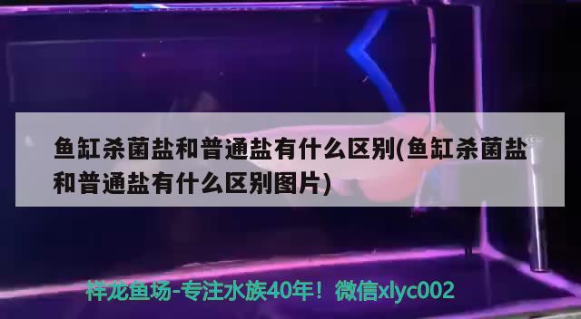 魚缸殺菌鹽和普通鹽有什么區(qū)別(魚缸殺菌鹽和普通鹽有什么區(qū)別圖片) 暹羅巨鯉