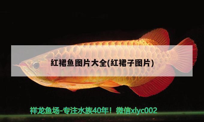 紅裙魚圖片大全(紅裙子圖片) 觀賞魚