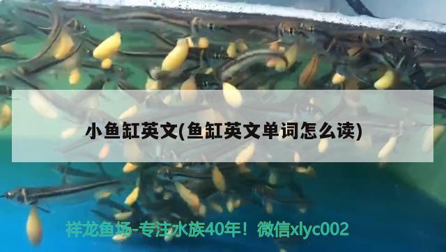 小魚缸英文(魚缸英文單詞怎么讀)