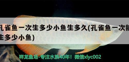 孔雀魚一次生多少小魚生多久(孔雀魚一次能生多少小魚) 觀賞魚