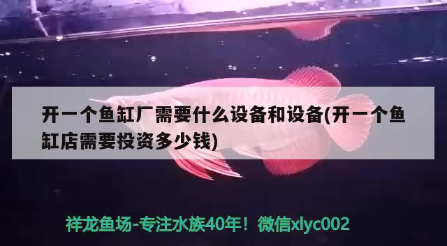 開一個魚缸廠需要什么設(shè)備和設(shè)備(開一個魚缸店需要投資多少錢) 斑馬鴨嘴魚