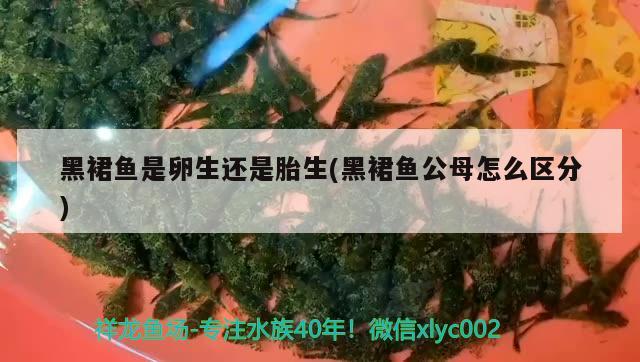 黑裙魚是卵生還是胎生(黑裙魚公母怎么區(qū)分) 觀賞魚