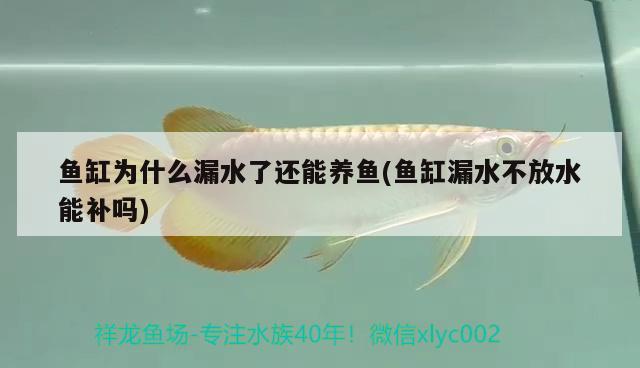 魚缸為什么漏水了還能養(yǎng)魚(魚缸漏水不放水能補(bǔ)嗎)