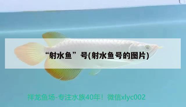 “射水魚”號(射水魚號的圖片) 觀賞魚