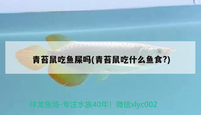 青苔鼠吃魚屎嗎(青苔鼠吃什么魚食?) 觀賞魚