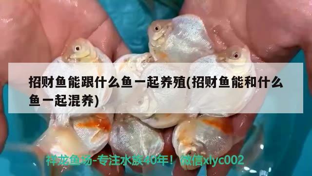 招財魚能跟什么魚一起養(yǎng)殖(招財魚能和什么魚一起混養(yǎng))