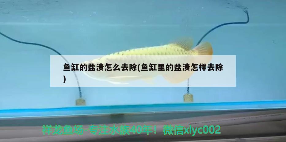 魚缸的鹽漬怎么去除(魚缸里的鹽漬怎樣去除) 印尼小紅龍