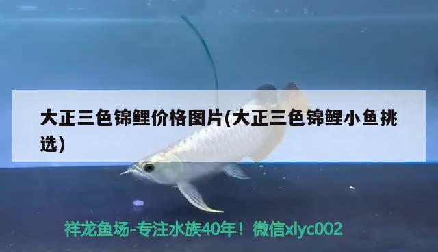 大正三色錦鯉價(jià)格圖片(大正三色錦鯉小魚(yú)挑選)