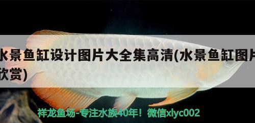 水景魚(yú)缸設(shè)計(jì)圖片大全集高清(水景魚(yú)缸圖片欣賞)