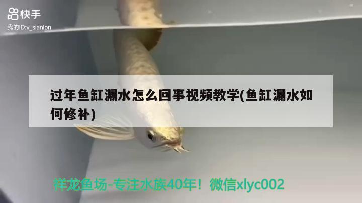 過年魚缸漏水怎么回事視頻教學(xué)(魚缸漏水如何修補)