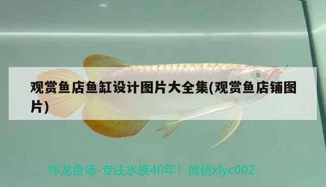 觀賞魚店魚缸設(shè)計圖片大全集(觀賞魚店鋪圖片) 斯維尼關(guān)刀魚