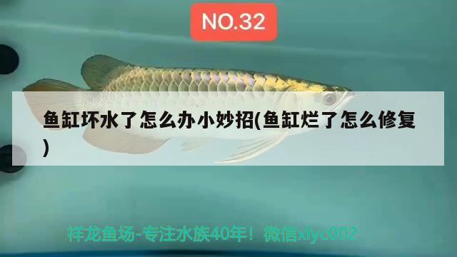 魚缸壞水了怎么辦小妙招(魚缸爛了怎么修復)