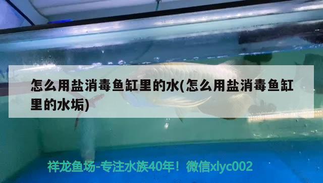 怎么用鹽消毒魚缸里的水(怎么用鹽消毒魚缸里的水垢) 白化巴西龜（白巴）