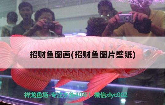 招財(cái)魚圖畫(招財(cái)魚圖片壁紙) 觀賞魚