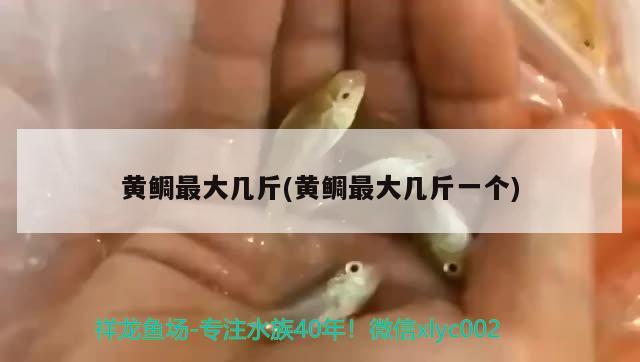 黃鯛最大幾斤(黃鯛最大幾斤一個(gè)) 觀賞魚