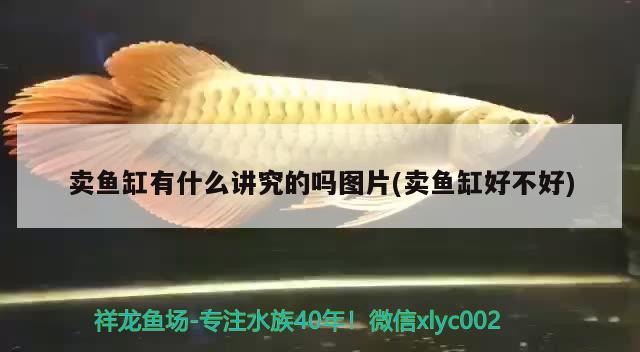 賣魚缸有什么講究的嗎圖片(賣魚缸好不好)