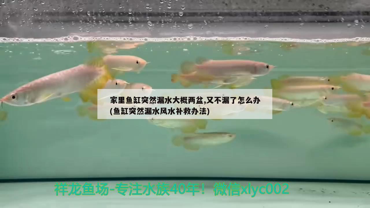 家里魚缸突然漏水大概兩盆,又不漏了怎么辦(魚缸突然漏水風(fēng)水補(bǔ)救辦法)