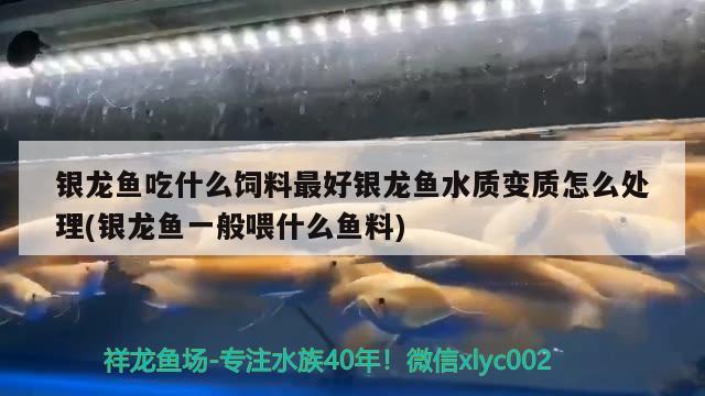 銀龍魚(yú)吃什么飼料最好銀龍魚(yú)水質(zhì)變質(zhì)怎么處理(銀龍魚(yú)一般喂什么魚(yú)料) 銀龍魚(yú)