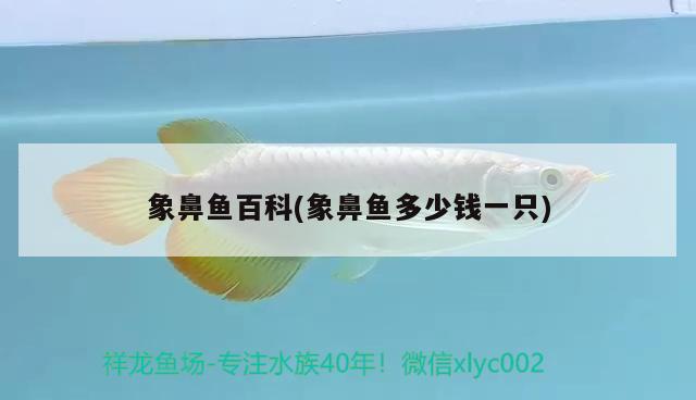 象鼻魚(yú)百科(象鼻魚(yú)多少錢一只)