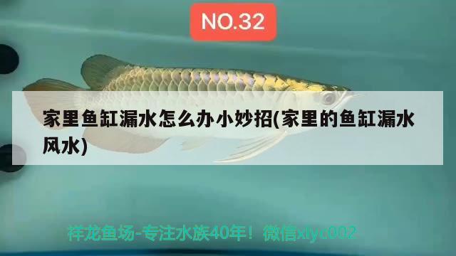 家里魚缸漏水怎么辦小妙招(家里的魚缸漏水風(fēng)水)