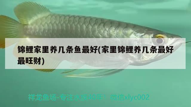 錦鯉家里養(yǎng)幾條魚最好(家里錦鯉養(yǎng)幾條最好最旺財)