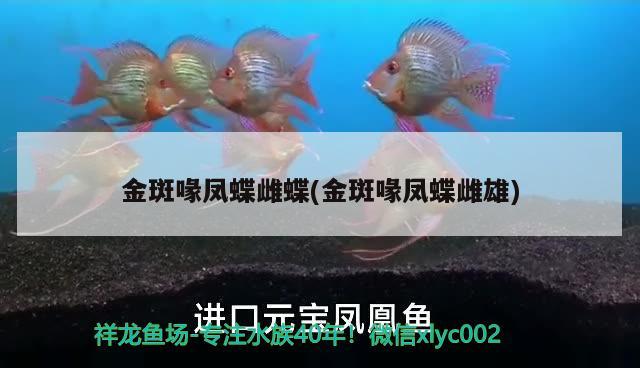 金斑喙鳳蝶雌蝶(金斑喙鳳蝶雌雄) 觀賞魚 第2張