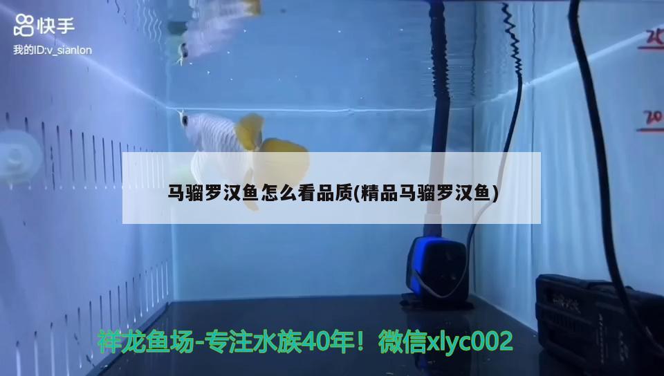 馬騮羅漢魚怎么看品質(zhì)(精品馬騮羅漢魚) 羅漢魚