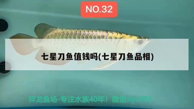 七星刀魚值錢嗎(七星刀魚品相)